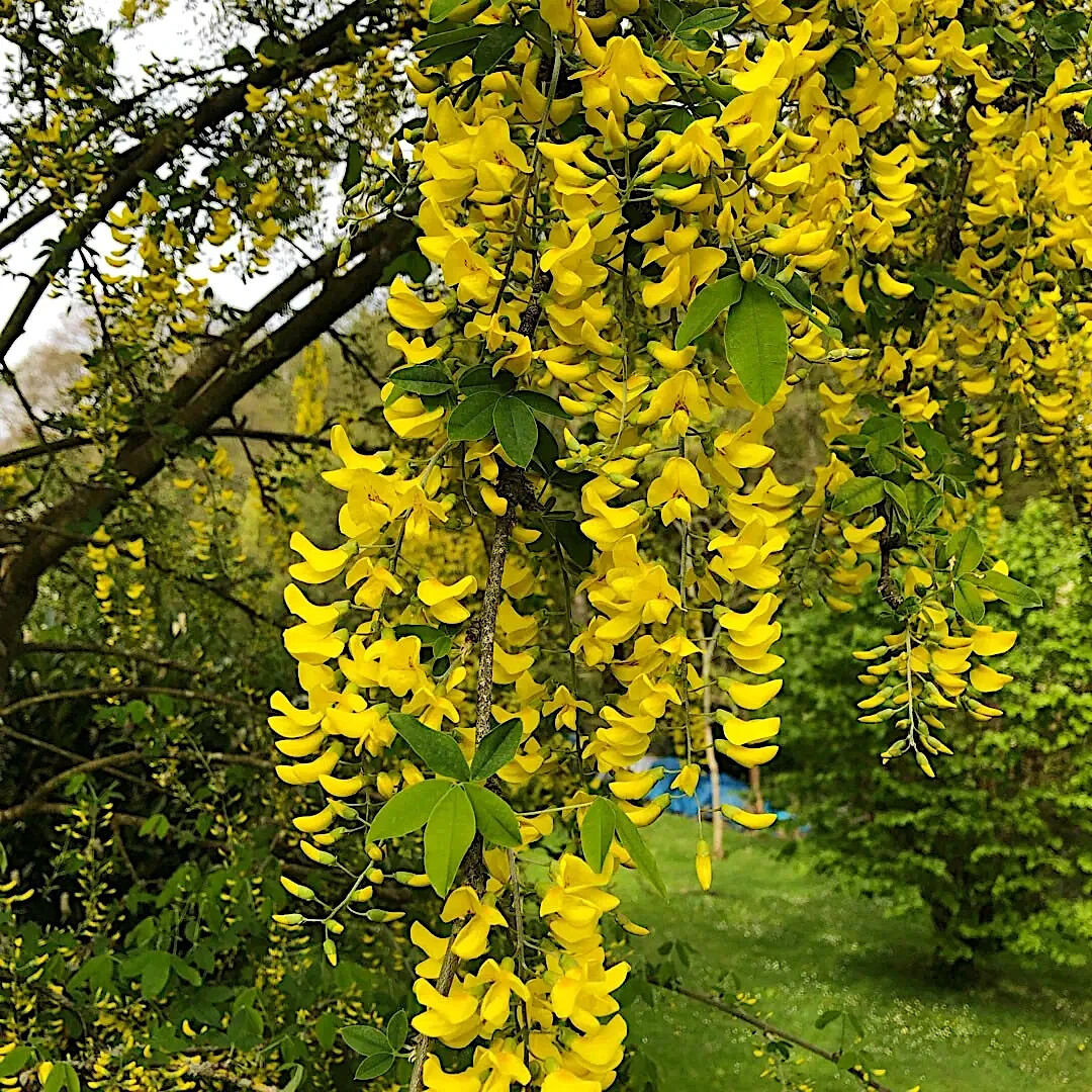 果樹 marudoraJin ao fen Golden  Side GOLDEN CHAIN TREE SEEDS (Laburnum anagyroides) 
