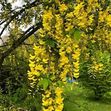 GOLDEN CHAIN TREE SEEDS (Laburnum anagyroides) "Wisteria Like" Flowering Plant