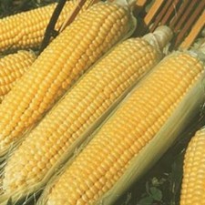 Kandy Korn Hybrid Yellow Sweet Corn Seed Treated Kandy Korn Hybrid Yellow Sweet Corn Seed Treated