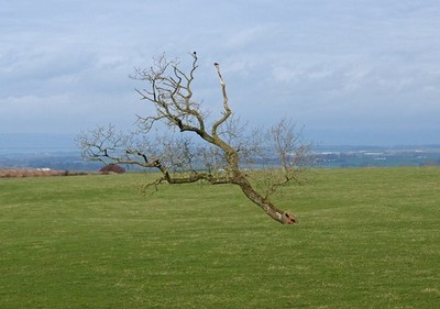 Photo A2 Bent into the wind Bogend/NS3932 Solitary tree survives the el c2012
