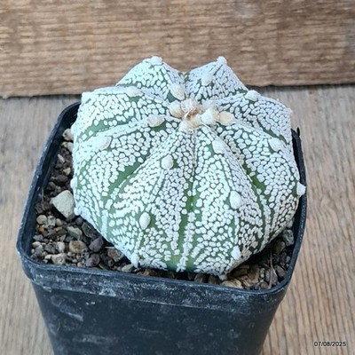 D5779 ASTROPHYTUM SUPERKABUTO pot8-H6-W8 cm MaMa Cactus