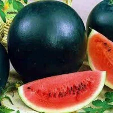 40 Black Diamond Watermelon Seeds. Organic. USA Seeds. Ships free