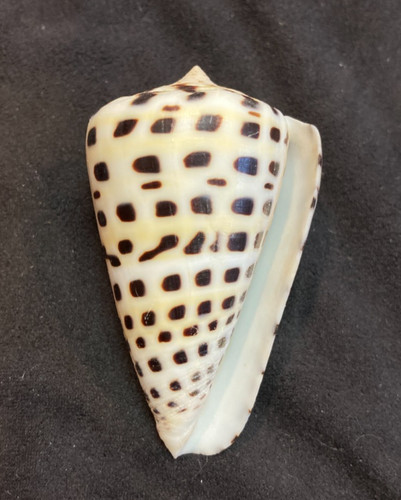 CONIDAE Conus Eburneus 58.2mm Cebu, Philippines - Excellent Condition +++