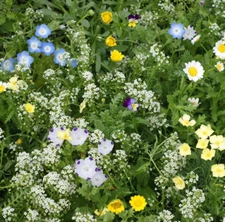 Landscaper's Pack ALTERNATIVE LAWN MIX 13 Species Non-GMO 6 Grams 5000+ Seeds!