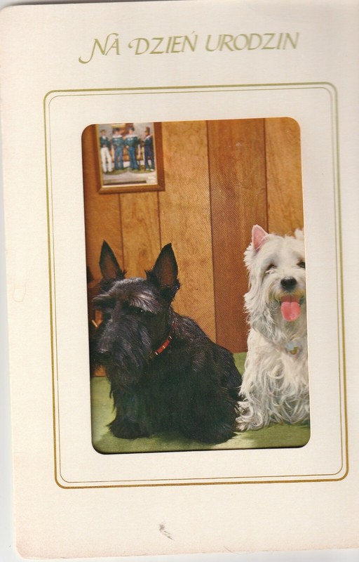 1 ONE POLISH Birthday Greeting CARD Dogs Black and White Salt and Pepper Urozyn