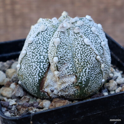 A4730 ASTROPHYTUM SUPERKABUTO VARIEGATED pot9-H5-W7 cm MaMa Cactus