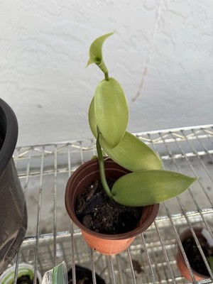 Vanilla Bean Orchid - Vanilla planifolia Live STARTER Plant - Rooted. | eBay