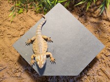 XL Large Personalised Laser Engraved Axolotl Slate Corner Cave Hide Hideout