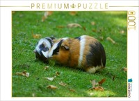 Calvendo Puzzle Guinea Pig Dinner | 1000 Pieces, Finished Size 25.2 × 18.9 In (6