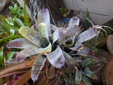 Neoregelia PAUCIFLORA Bromeliad one tropical plant SMALL 