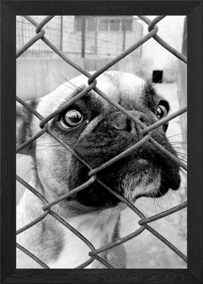 Hunde hinter Gittern #2 Gerahmtes Wandbild Poster Leinwanddruck Bild
