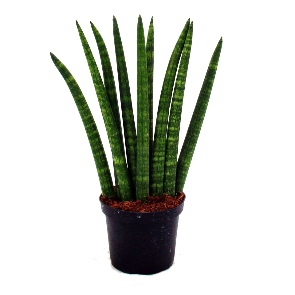 Exotenherz - Sansevieria cylindrica - Pfiffiges 3er Set im 9cm Topf - Bogenhanf - Bild 2 von 4