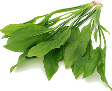 2X Large Echinodorus Bleheri Amazon Sword Live Aquarium Plants Tropical Freshwat