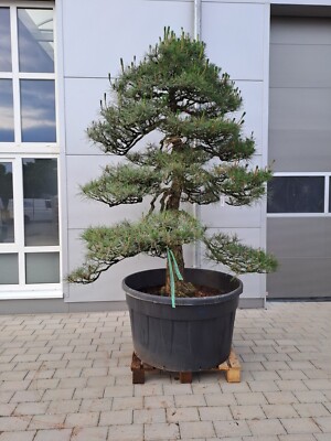 Garten Bonsai Schwarzkiefer - Pinus thunbergii , Bonsai, Niwaki, Japan  Import
