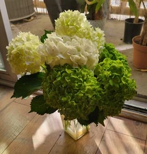 Digital Image Picture Photo Wallpaper Background Desktop Flowers! Only 0.99 Cent