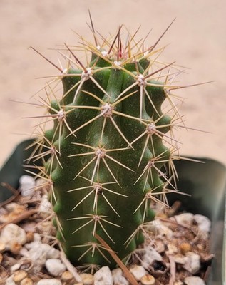 Echinocereus Coccineus var. Paucispinus 2.5" Tall - Bare Root | eBay
