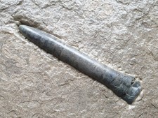 Traum Passaloteuthis milleri - Lias epsilon - Belemnit - Holzmaden - Rarität