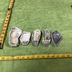 Lot of 41 Atlantic Oyster Shells 3 3/4  To  5 Inch Long Craft Art Collect￼ — photo 8