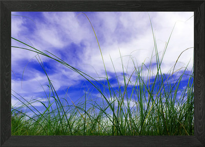 Grashalm im blauen Himmel Gerahmtes Wandbild Poster Leinwanddruck Bild