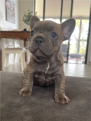 French Bulldog In Wollongong Region Nsw Pets Gumtree Australia Free Local Classifieds