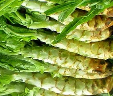 LETTUCE LOOSELEAF CELTUCE Lactuca Sativa - 2,000 Bulk Seeds