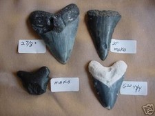 (S299-200) TEN RARE COLLECTION 10 Megalodon BITE MARK Fossil SHARK tooth teeth