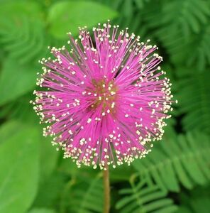 Image result for Mimosa pÃºdica