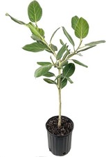 Ficus Audrey Standard - Live Plant in a 10 Inch Pot - Ficus Benghalensis -...