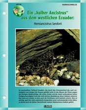 Hemiancistrus landoni / Aquariuminfokarte