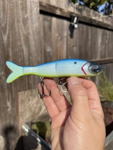 Custom Glide Bait S Waver 168 Style Tropical Shad 4x Hooks