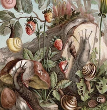 LAND SNAILS - Colorful Garden Snails & Slugs Brehm 1880 Chromolithograph Print