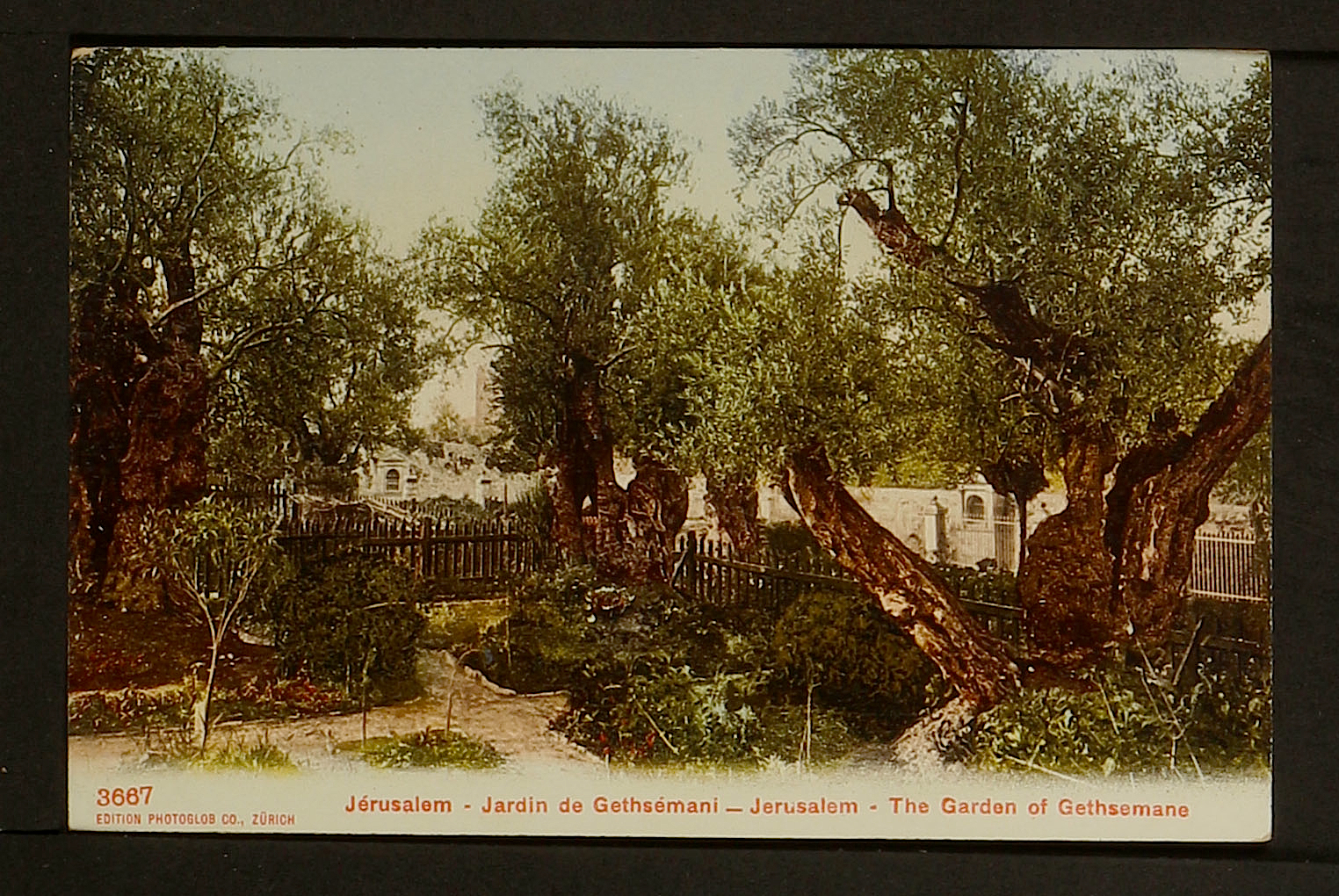Israel 46 Jerusalem Jardin De Gethsemani The Garden Of Gethsemane Ebay