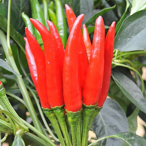 1 Beutel Rote Chili-Pfeffer-Samen Chaotian-Pfeffer Birdseye-Pfeffer D - Picture 11 of 16