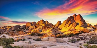 YongFoto Reptile Terrarium Background 48x18 inch Desert Rocky Bush Thorns Wes...
