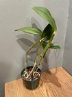 Blc. Grezaffi's M'Dear `WIndy Nights' Original Cattleya Orchid Plant — photo 3