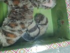HTF Retired NRFB American Girl Lea DOTY Magry Pet — photo 5