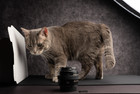 Canon EOS 5D Mark III - *Canon 50mm 1.4, Grip, 2 Batteries, Charger INCLUDED* — photo 10