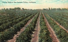 Vintage Postcard Drying Raisins San Joaquin Valley California Cardinell-Vincent