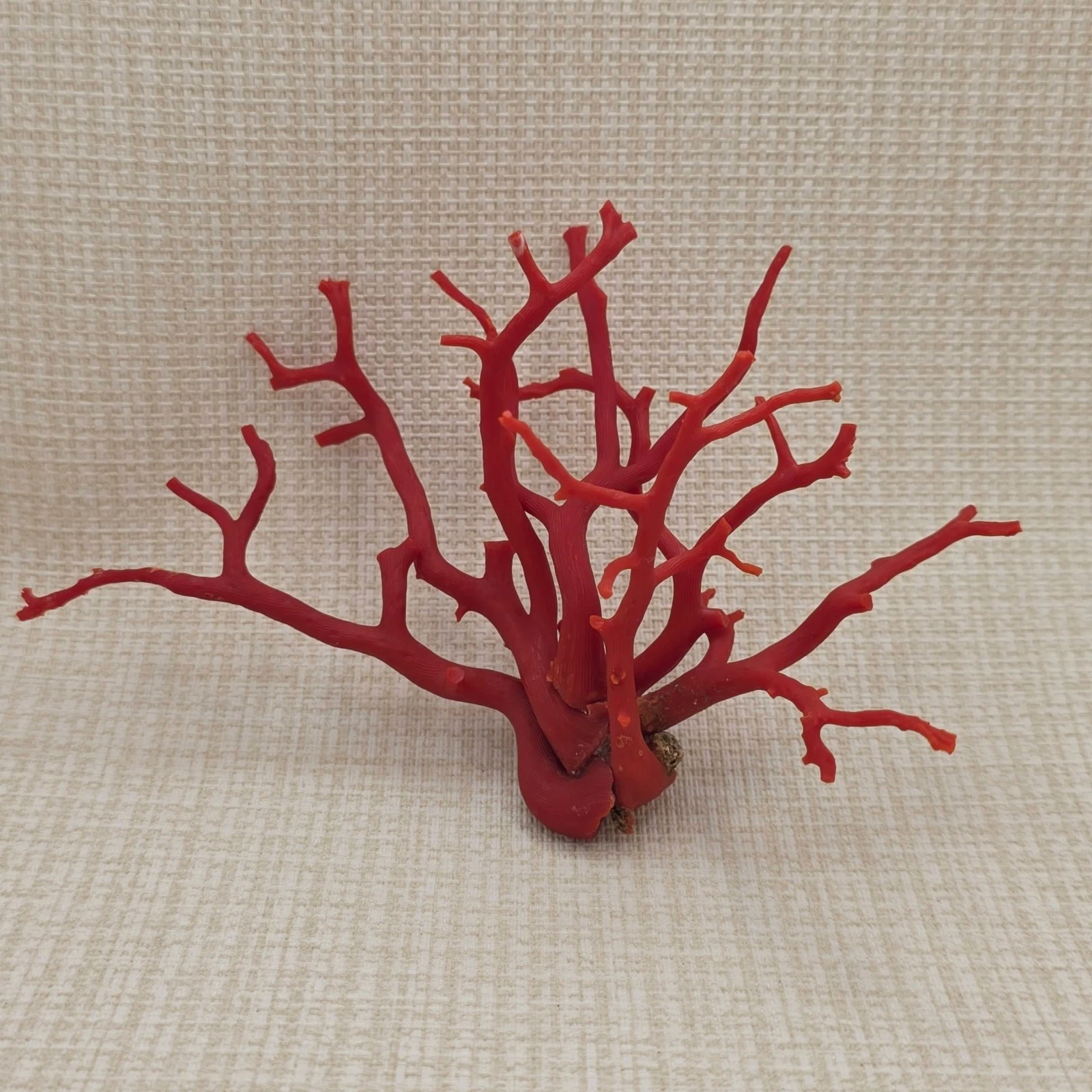 Natural Mediterranean Red Coral Branch Composition