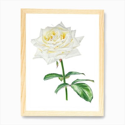 Weiße Rose Kunstdruck gerahmt Wandbild Poster Leinwanddruck Bild