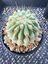 Copiapoa gigantea var. haseltoniana Seed Grown