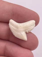 Large Modern 0.87” Tiger Shark Tooth from Scientific Study