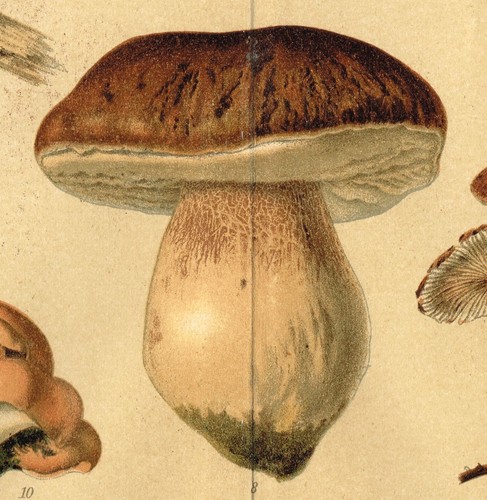 MUSHROOMS Antique Print 1894 Original Lithography Kitchen Wall Art Fungi - Picture 6 of 10