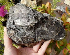 Rare Biotite Géant (Mica Noir) Le Mas Barbus 15x12cm Haute-Vienne France ancien