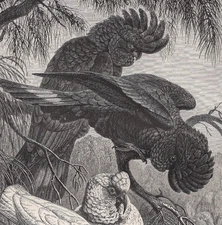 Black and White Cockatoos in Treescape 1880 Bird Trio Antique Chromolithograph