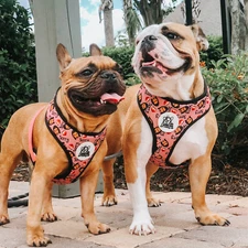 Adjustable Mesh Dog Harness with Leash – Breathable, No-Pull Vest for Small & Me