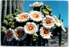 Postcard - Saguaro Cactus Flowers or Giant Cactus