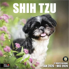 Shih Tzu 2026 Wall Calendar 12 Month | 12" X 24" Open | Thick & Sturdy Paper | G