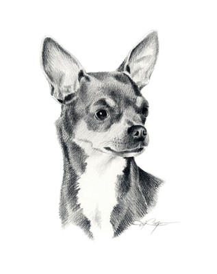 Chihuahua Dog Pencil Drawing 11 X 14 Large Art Print By Artist Dj Rogers W Coa Ebay