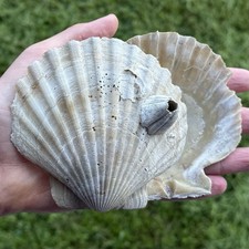 Pretty 4.4" paired Fossil Scallop Seashell Chesapecten VA Megalodon era beach